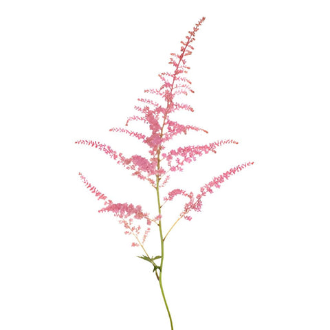 Perfectly Pink Astilbe Texture Flower May to October