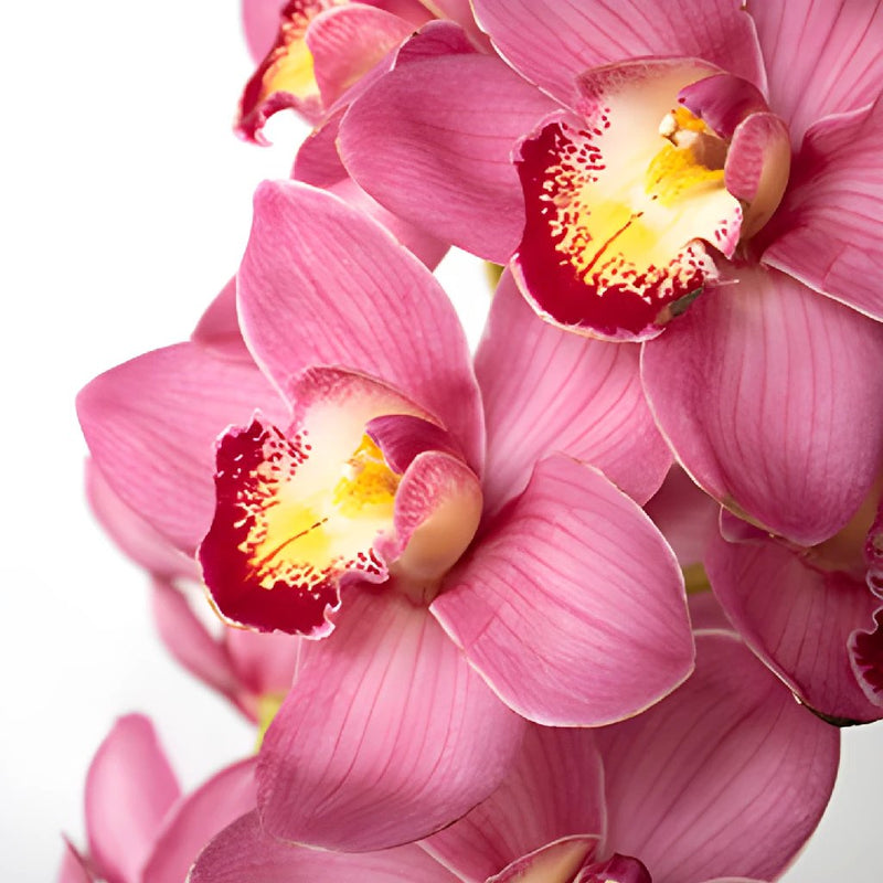 Cymbidium Orchids Hot Pink Overnight