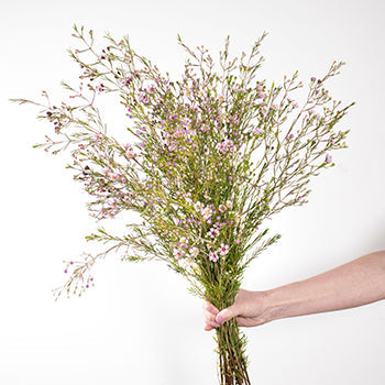 Lavender wax wholesale wedding flowers