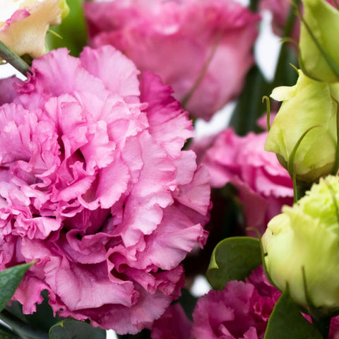 Pink Lisianthus Flower Up Close
