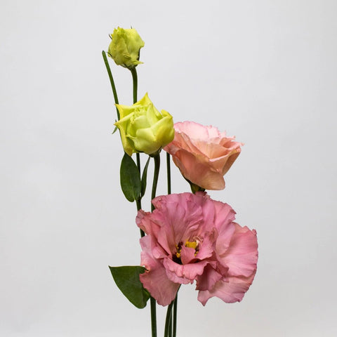 Pink Lisianthus Flower Stem