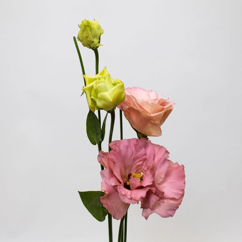Pink Lisianthus Flower Stem