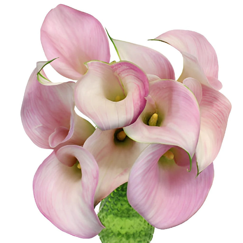 Blushing Bride Mini Calla Lilies