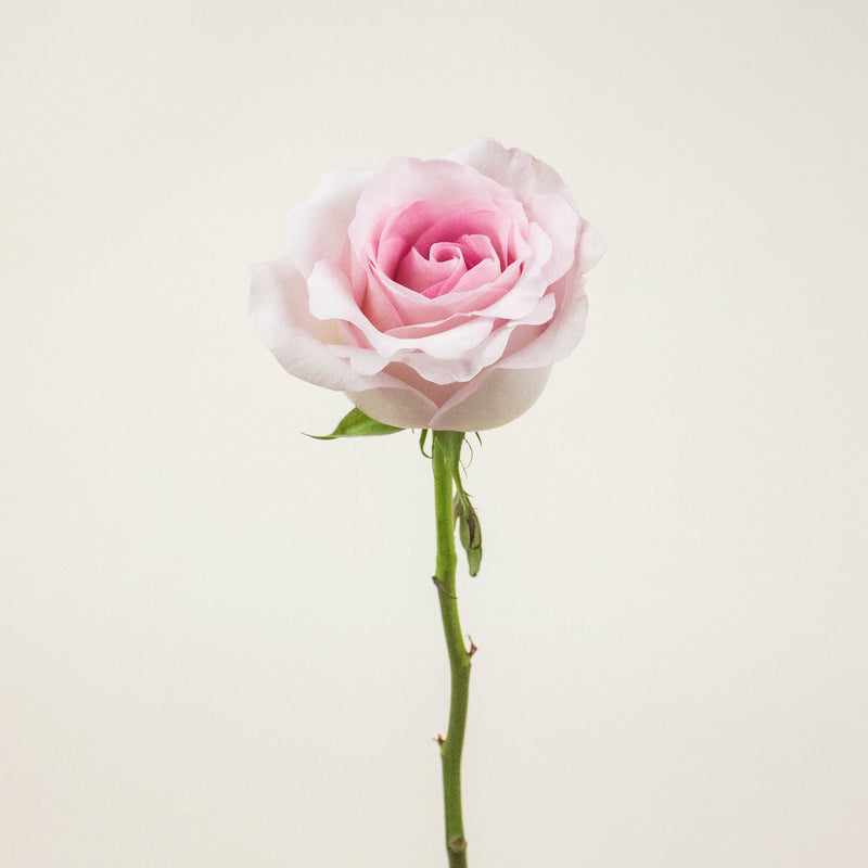 Pink Porcelain Rose Stem