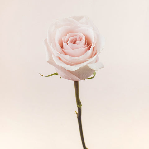 Poma Rosa Blush Rose Stem