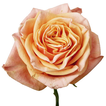 Princess Peach Garden Rose Stem