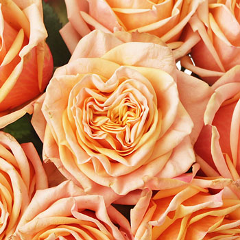 Princess Peach Garden Roses up close