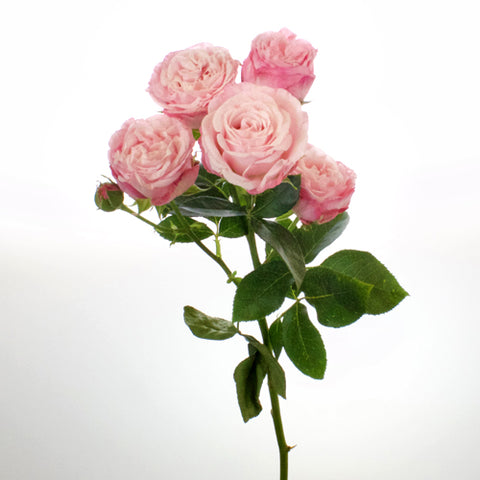 Prismatic Light Pink Spray Rose Stem