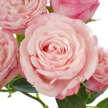 Prismatic Light Pink Spray Roses up close