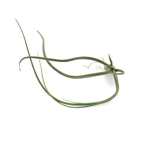 Eco Chic Pseudobaileyi Air Plants for Arranging