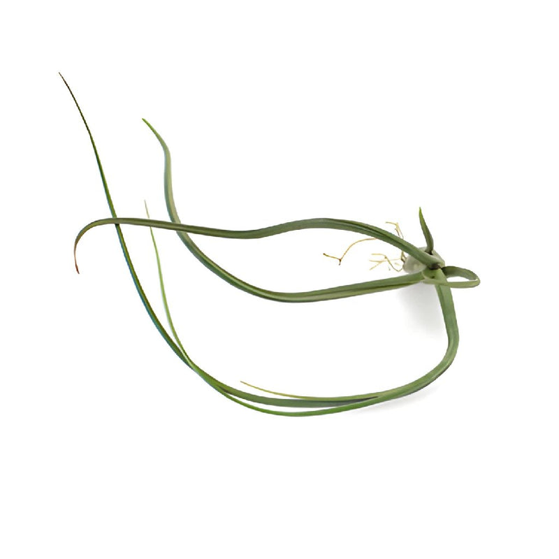 Eco Chic Pseudobaileyi Air Plants for Arranging