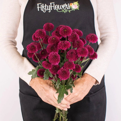 Magenta Purple Button Poms in Hand