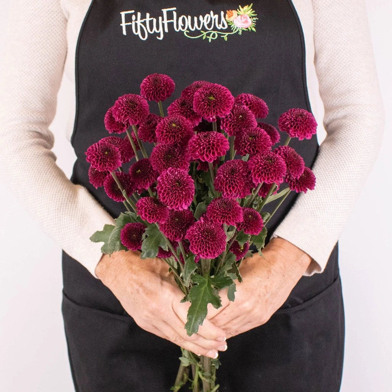 Magenta Purple Button Poms in Hand