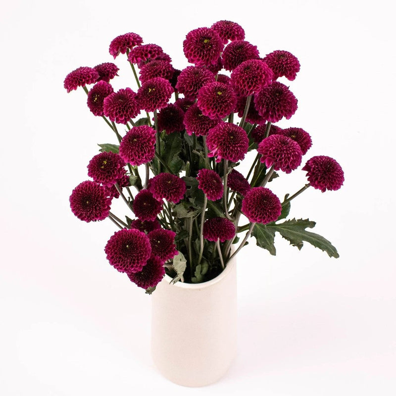 Magenta Purple Button Poms in Vase