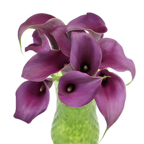 Purple Mini Calla Lilies