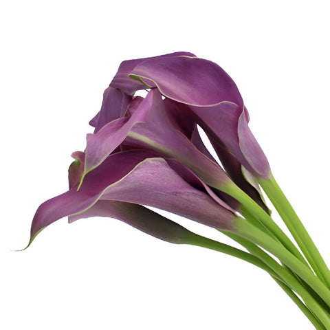 Purple Mini Calla Lilies