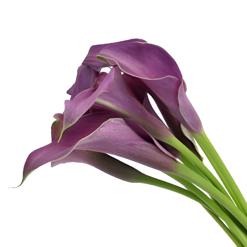 Purple Mini Calla Lilies