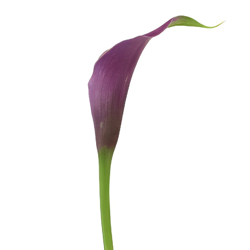 Purple Mini Calla Lilies