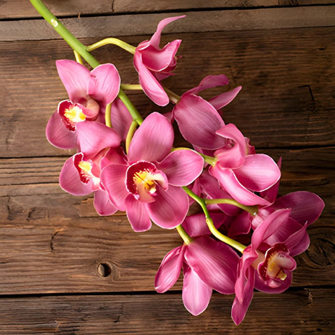 Cymbidium Orchids Hot Pink Overnight