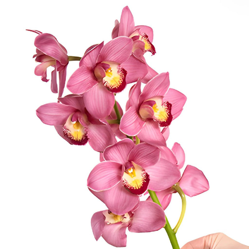 Cymbidium Orchids Hot Pink Overnight