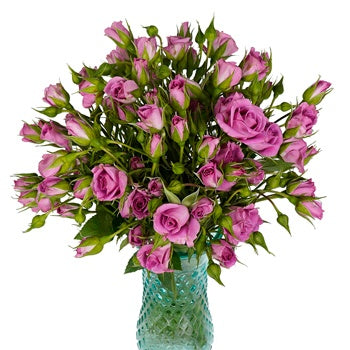 Purple Sky Berry Pink Wholesale Roses In a vase