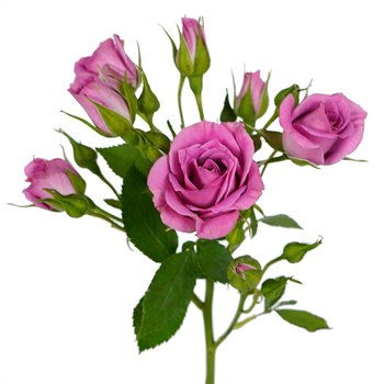 Purple Sky Berry Pink Spray Roses up close