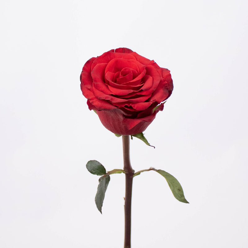 Radiant Red Rose Stem