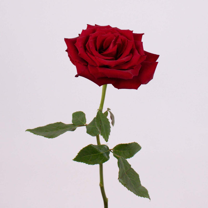 Red Ecuadorian Roses