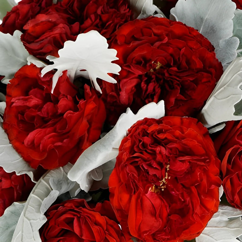 Red Garden Rose and Dusty Miller DIY Wedding Flowers up close
