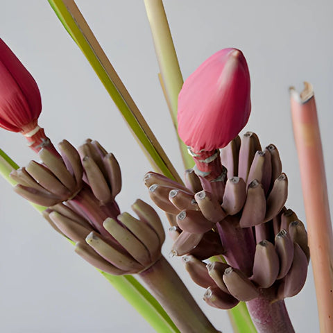 Mauve Musa Tropical Flowering Banana