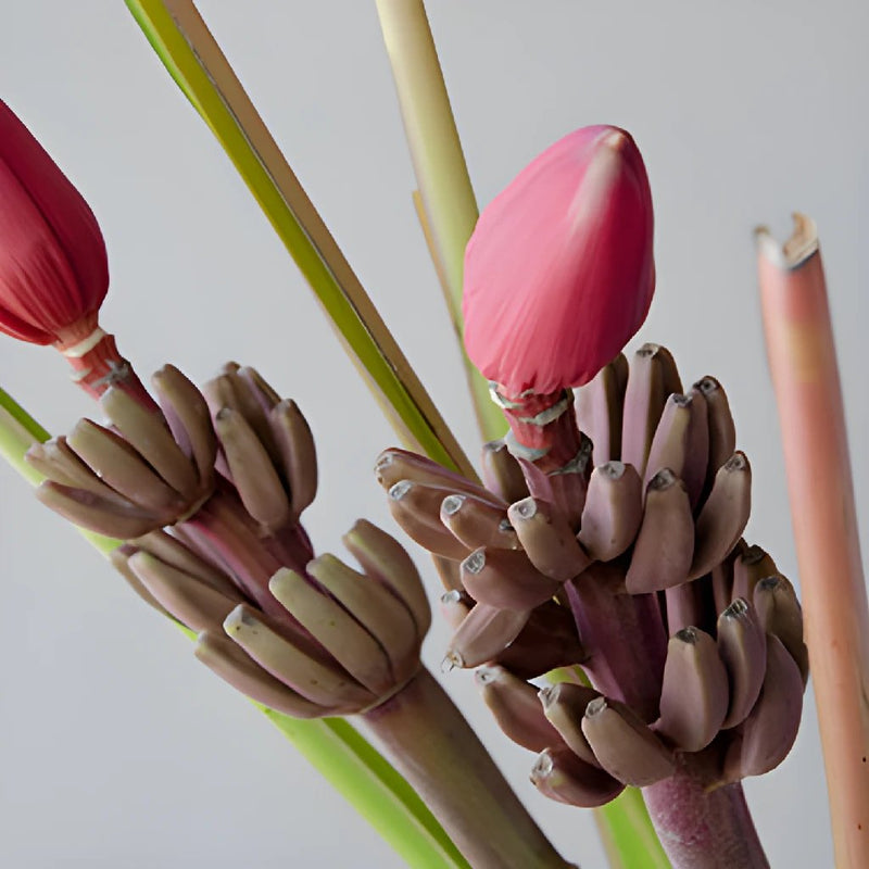 Mauve Musa Tropical Flowering Banana
