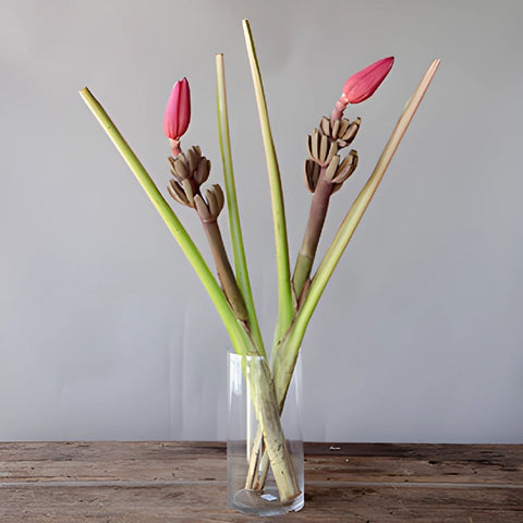 Mauve Musa Tropical Flowering Banana