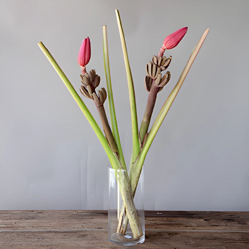 Mauve Musa Tropical Flowering Banana