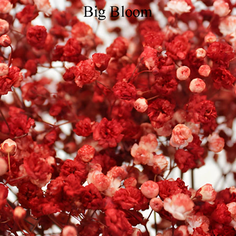 Baby's Breath Flower Rust Red