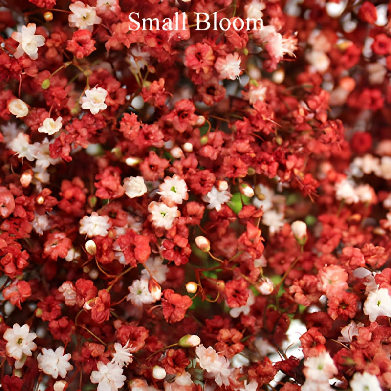 Baby's Breath Flower Rust Red