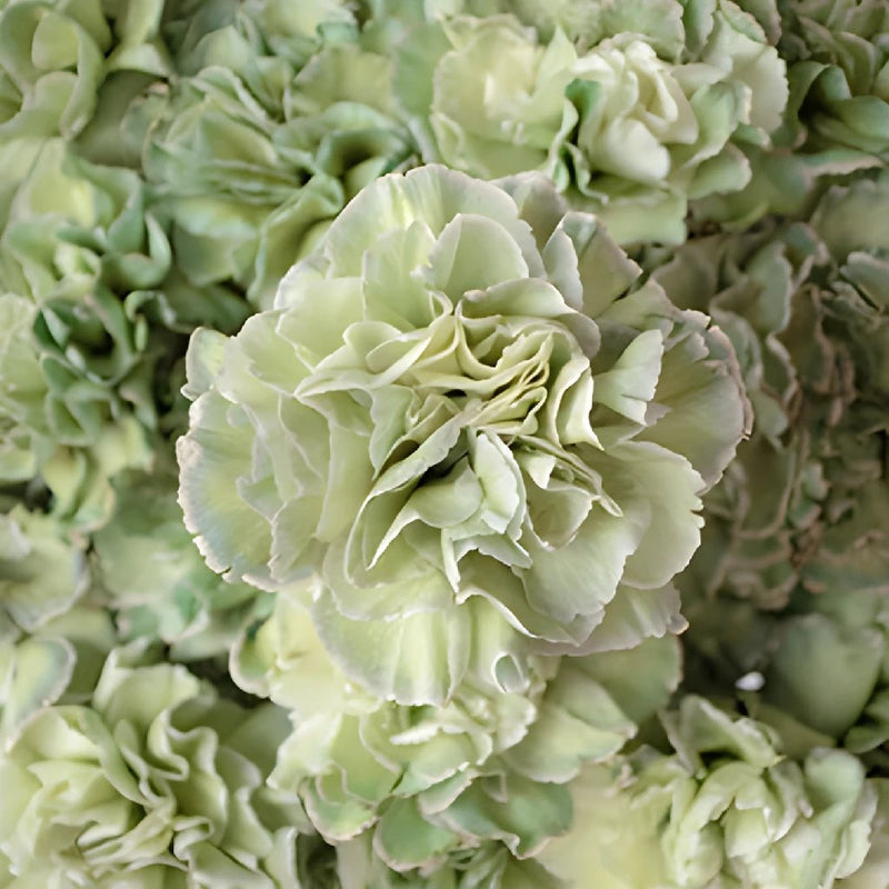 Revy Light Green Carnation Flowers Up Close