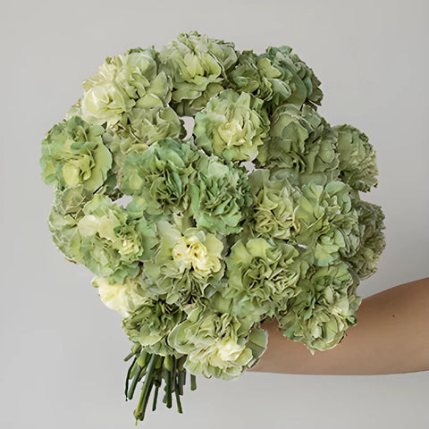Revy Light Green Carnation Flower In a hand