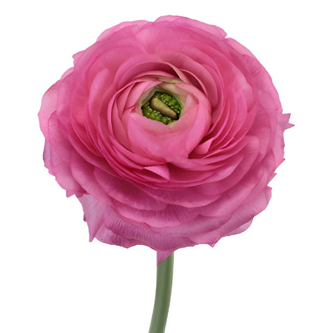 Hot Pink Italian Cloony Ranunculus