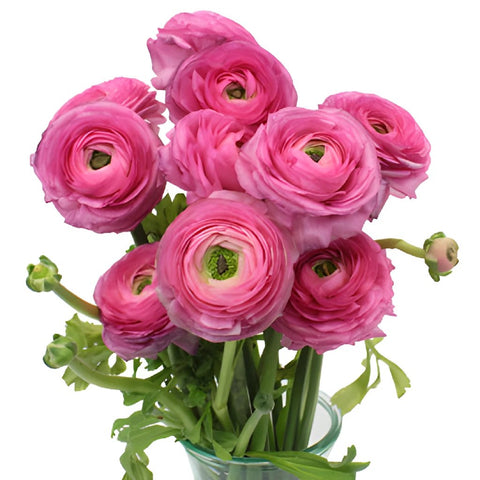 Hot Pink Italian Cloony Ranunculus