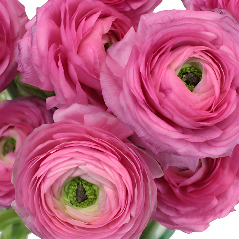 Hot Pink Italian Cloony Ranunculus