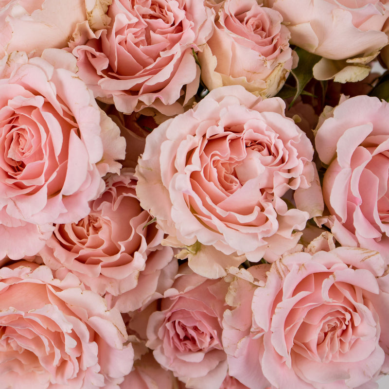 Pink Spray Garden Rose Flower Up Close