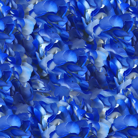 Royal Blue Airbrushed Hydrangea Flower Up Close