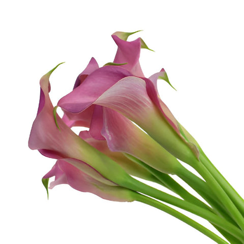 Deep Lavender Mini Calla Lily Flower