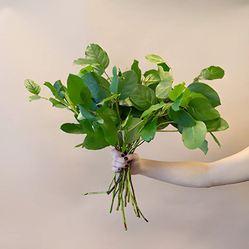 Fresh cut greenery salal leaf