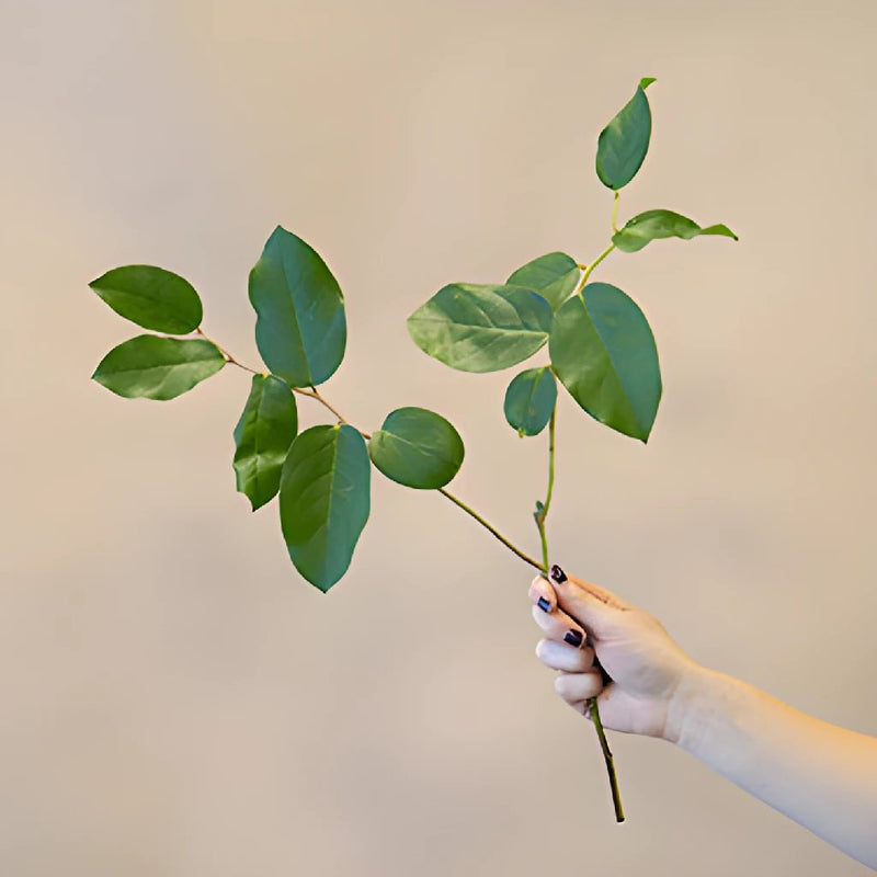 Single stem salal lemon leaf greenery sold as bulk for delivery