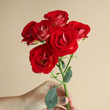 Salsa Red Orange Rose Stem