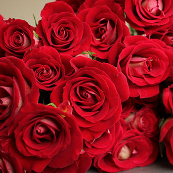 Salsa Red Orange Spray Roses up close