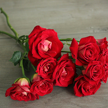 Salsa Red Orange Spray Rose Bunch