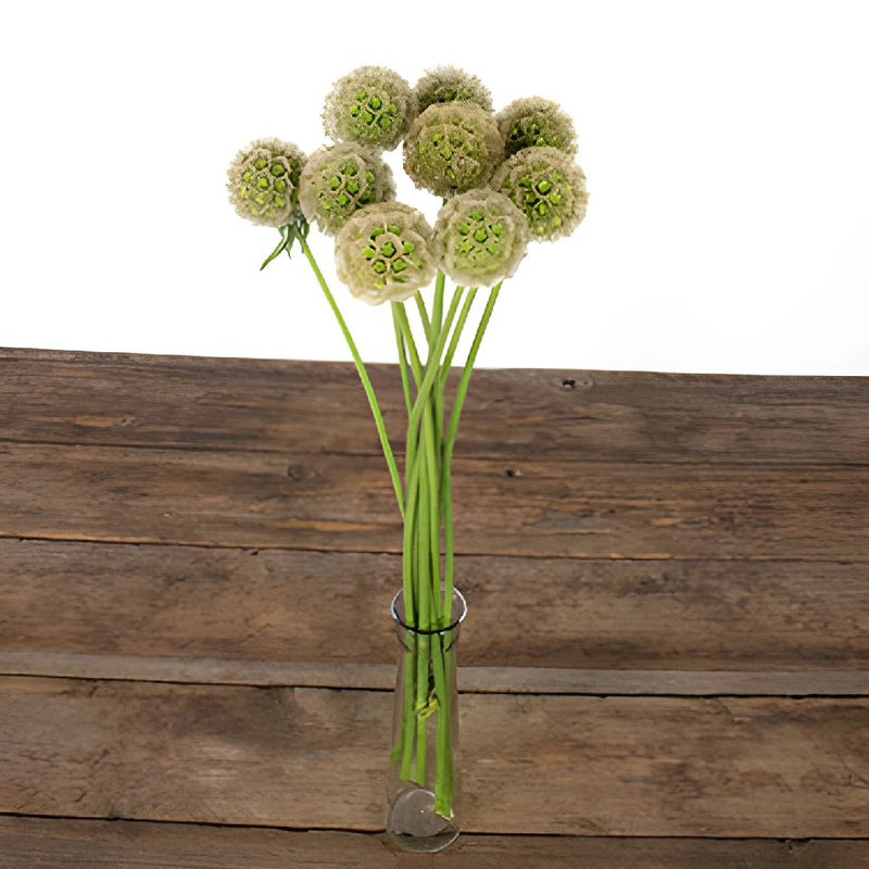 Scabiosa Pods Filler Flower