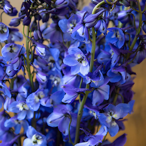 Sea Waltz Dark Blue Designer Delphinium Wholesale Flower Up close